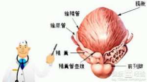 小便超过一分钟就有可能是前列腺生病